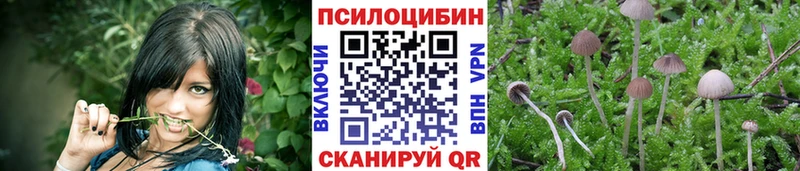 Псилоцибиновые грибы Psilocybe  гидра сайт  Черноголовка 